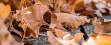 Autumn Sleep Tips Blog Oct 18